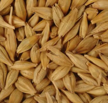 Barley