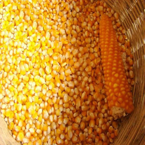 Corn