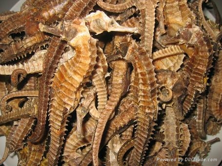 Dried Seahorse