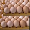 chicken eggs /duck eggs /parrots eggs /Ostrich eggs /Goose eggs /Kiwi eggs /Bird Nest