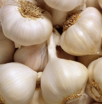 Garlic