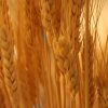 Wheat