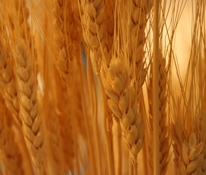Wheat