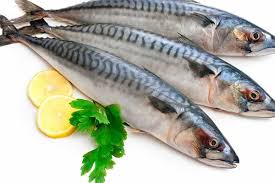 Mackerel fish