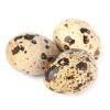 Quail egg