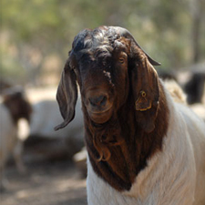 Boer goat