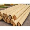 Eucalyptus wood logs