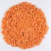 Red lentils